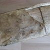 Guidonis papae i. utriusque consultissimi