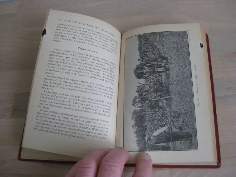 La culture de la vigne dans les Charentes et la production du cognac La culture de la vigne dans les Charentes et la production du cognac