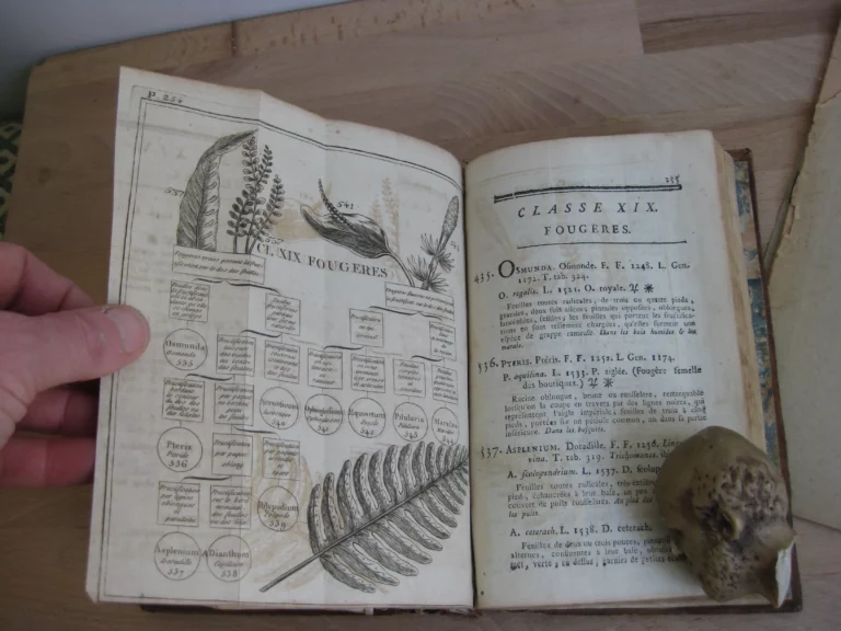 Botanographie. Belgique - Lestiboudois, E.O. Botanographie. Belgique - Lestiboudois, E.O.