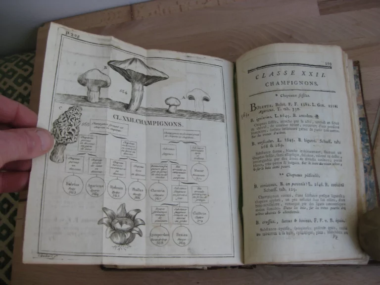 Botanographie. Belgique - Lestiboudois, E.O. Botanographie. Belgique - Lestiboudois, E.O.