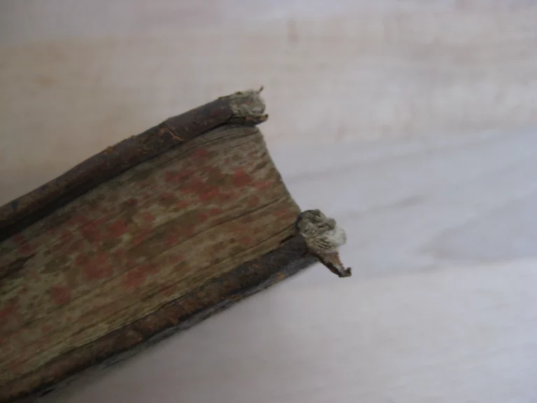 Vita St Ignatii, fondatoris societatis Jesu - Ioanne Petro Maffeio Vita St Ignatii, fondatoris societatis Jesu - Ioanne Petro Maffeio